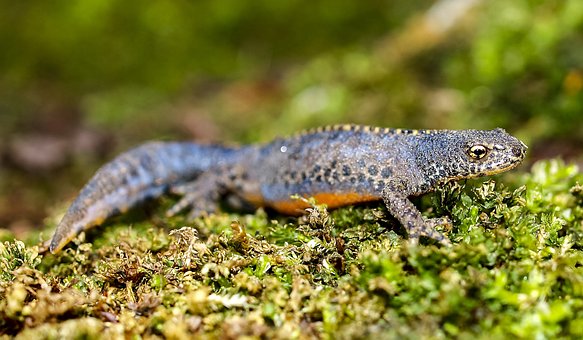 „Tócsalakó hegyisárkány – az alpesi gőte” rajzpályázat